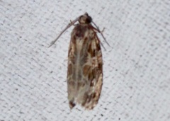 Phaecasiophora confixana