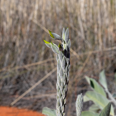 Crotalaria cunninghamii
