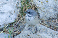 Artemisiospiza belli