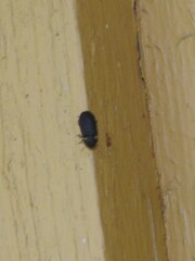 Hadrobregmus pertinax