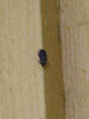 Hadrobregmus pertinax