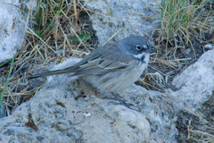 Artemisiospiza belli