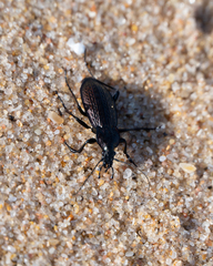 Carabus rugosus celtibericus