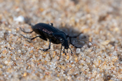 Carabus rugosus celtibericus
