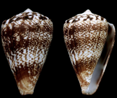 Conus cuneolus