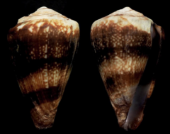 Conus cuneolus