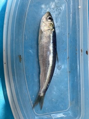 Sardina pilchardus