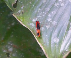 Coryptilum