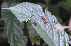 Coryptilum