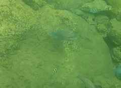 Scarus iseri