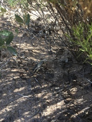 Sceloporus arenicolus