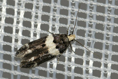 Recurvaria leucatella