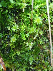 Anogramma leptophylla