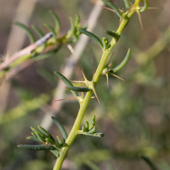Sclerolaena muricata