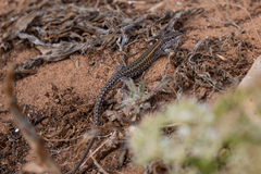 Podarcis carbonelli