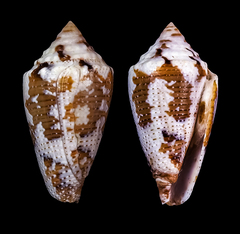 Conus curassaviensis