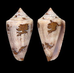 Conus curassaviensis