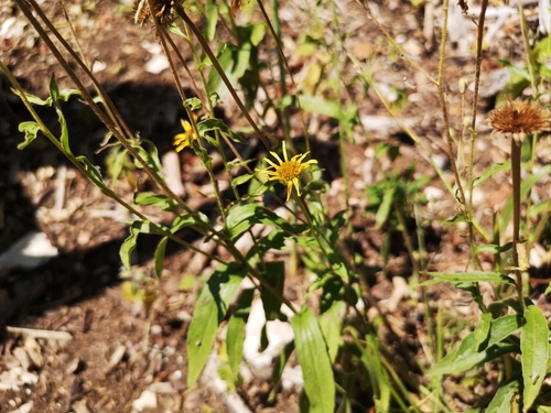 volovec vŕbolistý (Buphthalmum salicifolium)