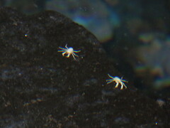 Munidopsis polymorpha