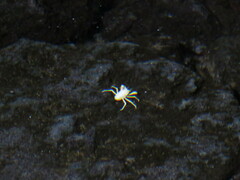 Munidopsis polymorpha