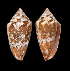 Conus curassaviensis