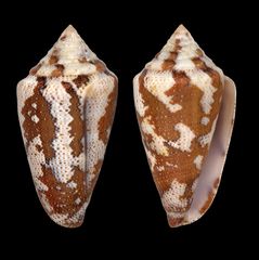 Conus curassaviensis