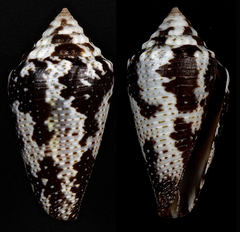 Conus curassaviensis