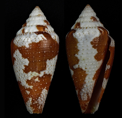 Conus curassaviensis