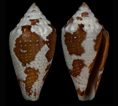 Conus curassaviensis