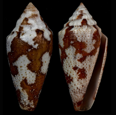 Conus curassaviensis