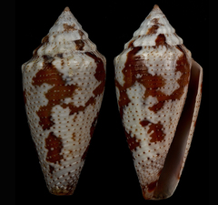 Conus curassaviensis