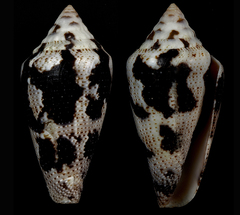 Conus curassaviensis