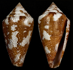 Conus curassaviensis