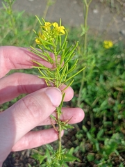 Sisymbrium loeselii