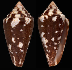 Conus curassaviensis