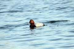 Aythya ferina