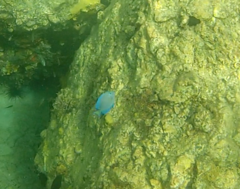 Acanthurus coeruleus