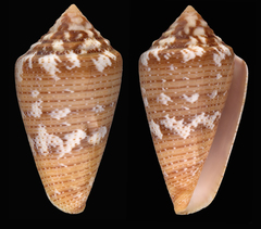 Conus curassaviensis