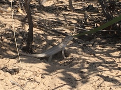 Sceloporus arenicolus