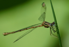 Lestes inaequalis
