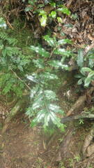 Bleekrodea madagascariensis