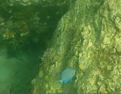 Acanthurus coeruleus