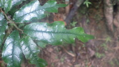 Bleekrodea madagascariensis