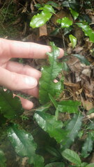 Bleekrodea madagascariensis