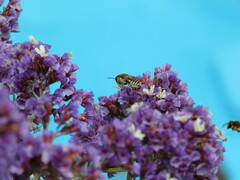 Megachile binominata