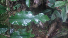 Bleekrodea madagascariensis