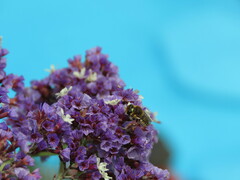 Megachile binominata