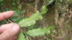 Bleekrodea madagascariensis