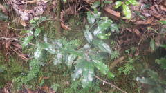 Bleekrodea madagascariensis