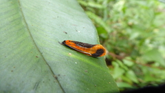 Coryptilum